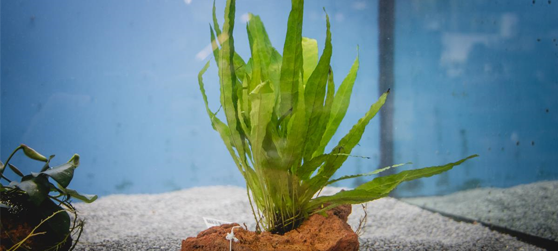 Haben Sie Probleme mit Ihrem Aquarium? Bild Haben Sie Probleme mit Ihrem Aquarium? Bild