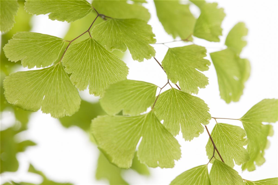 Frauenhaarfarn Frauenhaarfarn