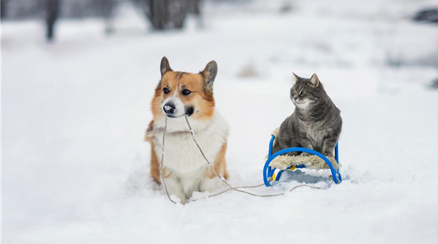 Hund und Katze - Zubehör