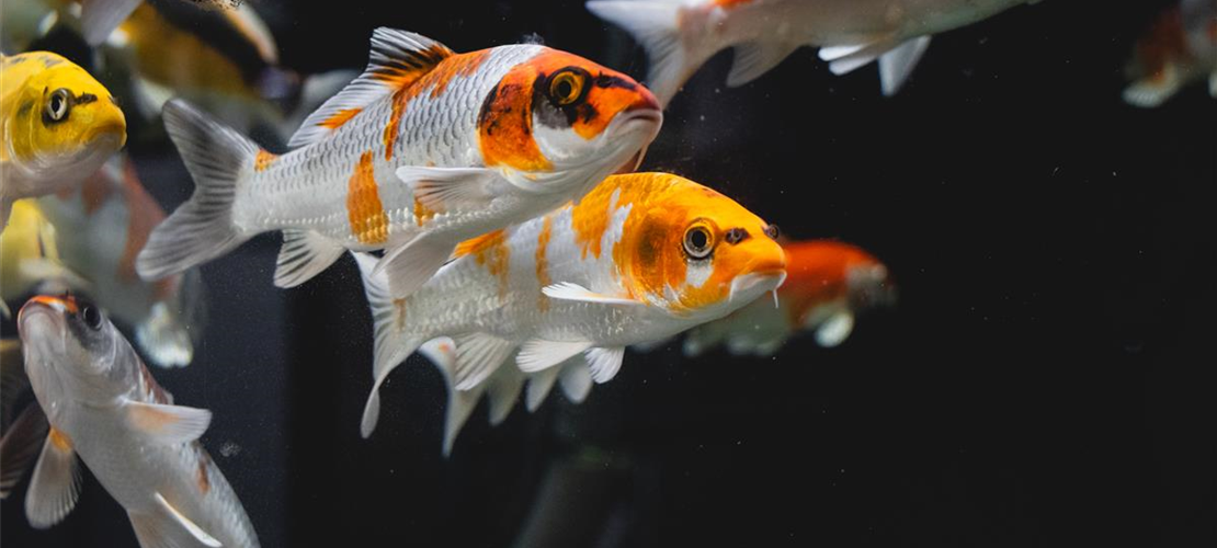 Fachvortrag von Björn Gröper Bild