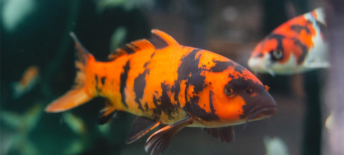 Besuchen Sie unser Aquaristik- und Teichcenter in Hemmingen bei Hannover Bild Besuchen Sie unser Aquaristik- und Teichcenter in Hemmingen bei Hannover Bild