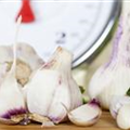 Allium sativum