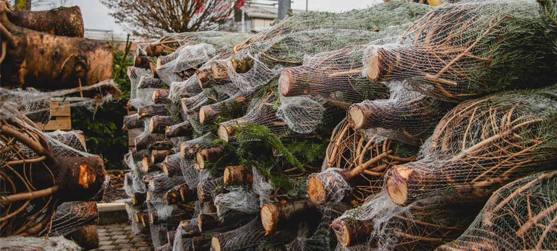 Die Nordmantanne Bild