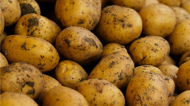 Kartoffeln.jpg