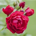 Bodendeckerrose