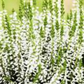 Calluna vulgaris Gardengirls® 'Alicia'(s)