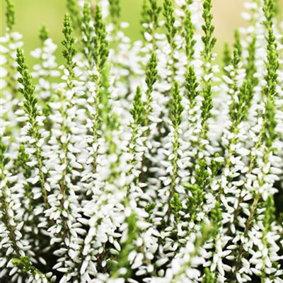 Winterharte Knospenheide Gardengirls® 'Alicia' Winterharte Knospenheide Gardengirls® 'Alicia'