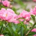 Paeonia lactiflora, rosa