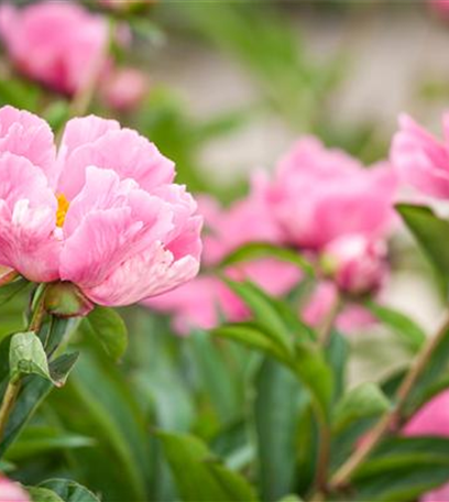 Die Frühblüher – Stars und Sternchen im Frühling