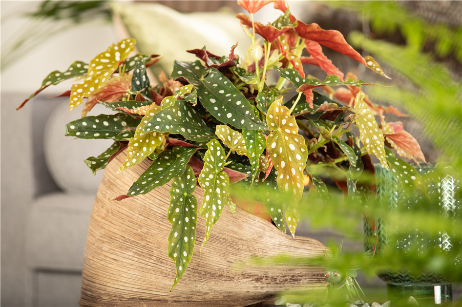 Begonia maculata, Forellenbegonie