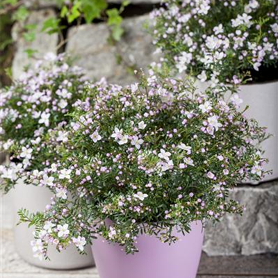 Anemonenblättrige Korallenraute