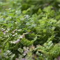 Anthriscus cerefolium