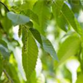 Carpinus betulus