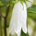 Campanula punctata 'Alba'