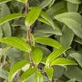 Aeschynanthus