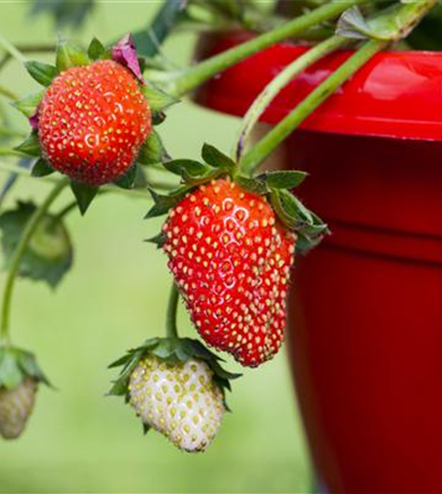 Erdbeeren für Beet, Balkon und Gewächshaus