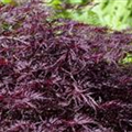 Acer palmatum 'Firecracker'®