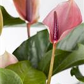 Anthurium x andreanum 'Champion'