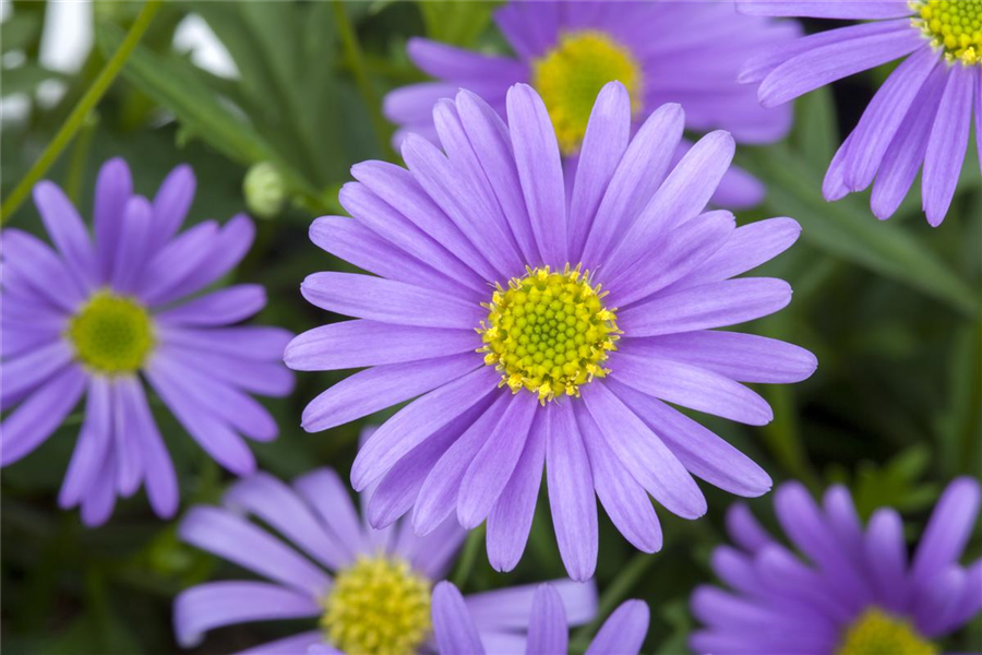 Blaues Gänseblümchen