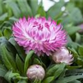 Bracteantha Mohave™