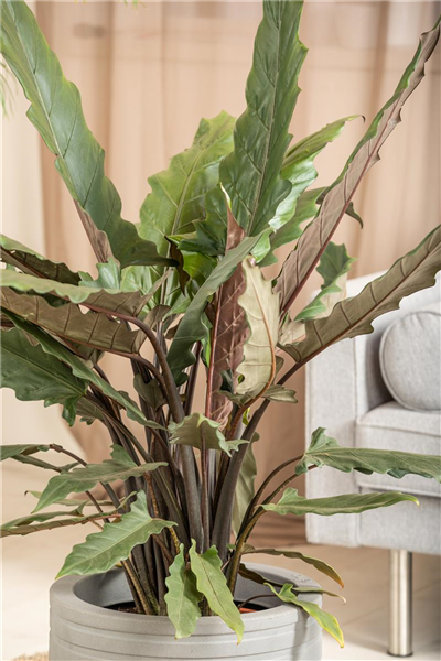 Pfeilblatt Pfeilblatt