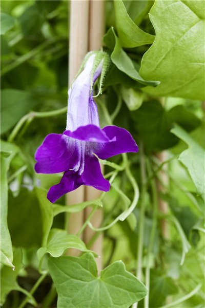 Felsenlöwenmäulchen Felsenlöwenmäulchen