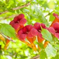 Campsis x tagliabuana 'Summer Jazz Fire'®