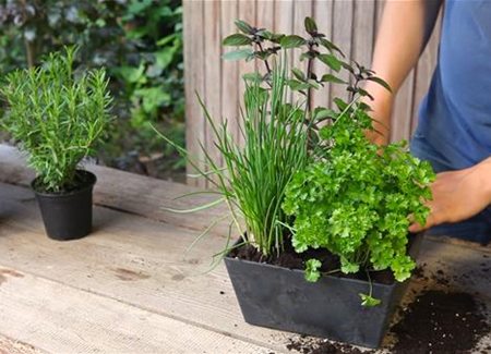 Kräutertopf - Bepflanzen Kräutertopf - Bepflanzen