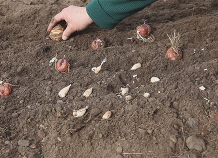 Blumenzwiebeln - Einpflanzen im Garten Blumenzwiebeln - Einpflanzen im Garten