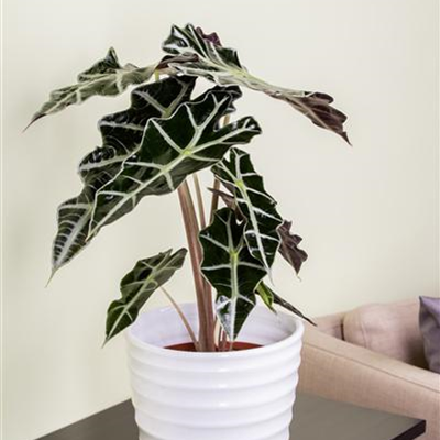 Pfeilblatt Pfeilblatt