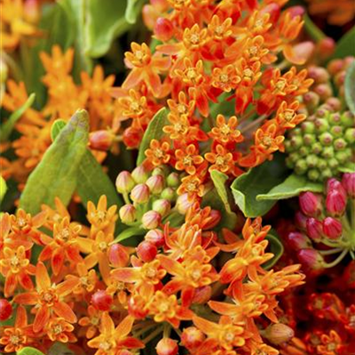 Amerika-Seidenpflanze