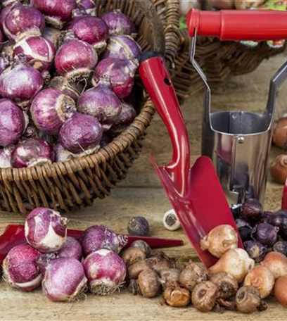 Blumenzwiebeln einpflanzen – Frühlingsblüher im Garten