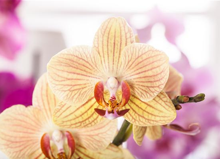 Exotik am Fensterbrett Exotik am Fensterbrett