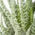 Aloe humilis