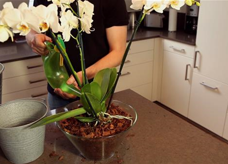 Orchidee - Einpflanzen in ein Gefäß Orchidee - Einpflanzen in ein Gefäß