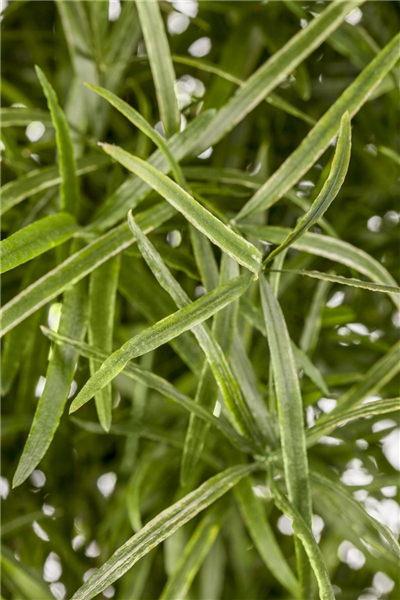 Zier-Spargel Zier-Spargel