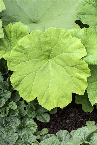 Tafelblatt Tafelblatt