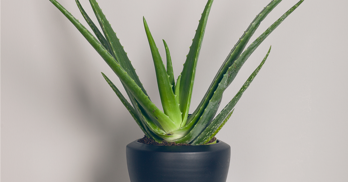 anthurium veitchii pflege Anthurium veitchii type — Ecuagenera Europe GmbH main image 1