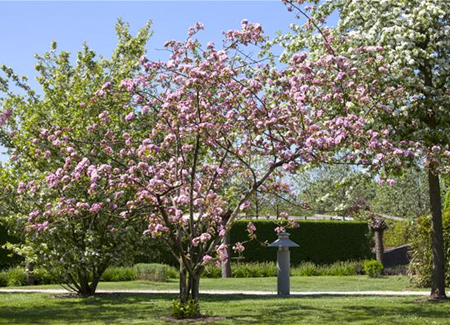 Obstgehölze schneiden - Basis ertragreicher Ernten Obstgehölze schneiden - Basis ertragreicher Ernten