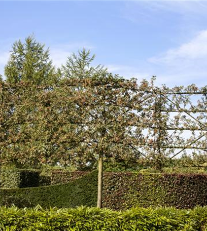 Von klein auf – Bäume pflanzen im eigenen Garten