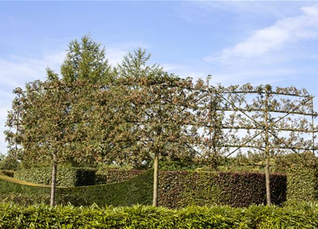 Von klein auf – Bäume pflanzen im eigenen Garten Von klein auf – Bäume pflanzen im eigenen Garten