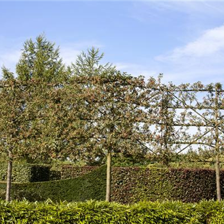 Obstbaumschnitt im Winter