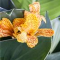Canna indica