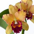 Cattleya