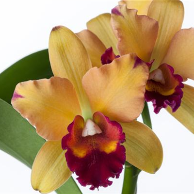Cattleya Orchidee Cattleya Orchidee