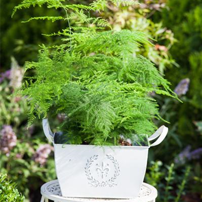 Feder-Spargel Feder-Spargel