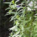 Aloysia triphylla