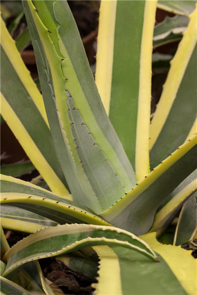 Amerikanische Agave Amerikanische Agave