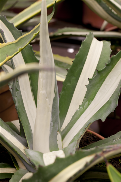 Agave-americana-1200x630-proportionalbiggest.webp