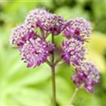 Astrantia major 'Primadonna'
